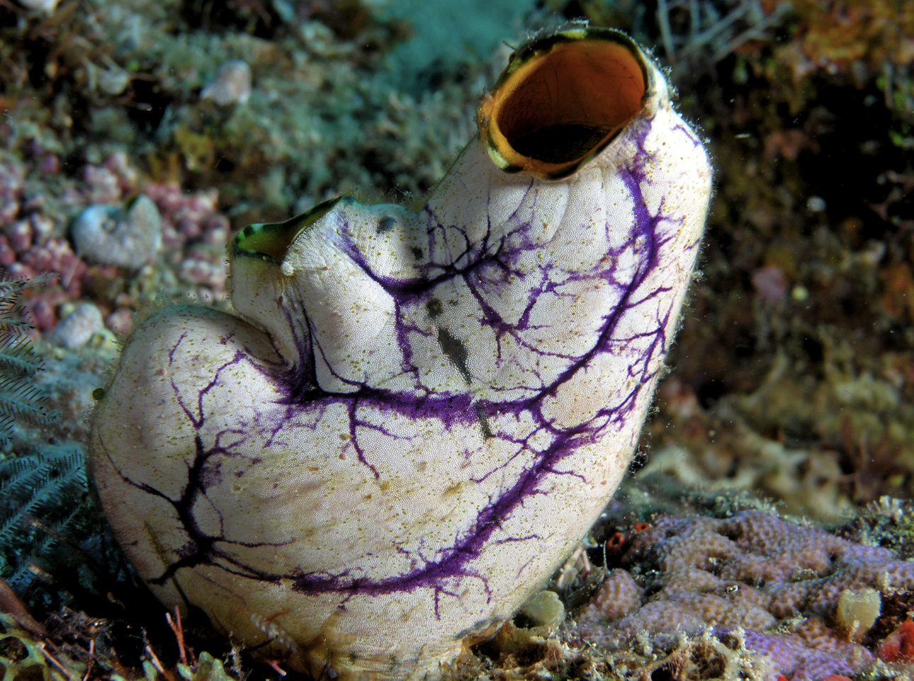 an adult sea squirt that has digested its own brain